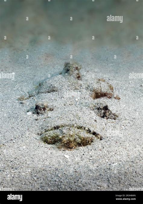 Reef stonefish (Synanceia verrucosa), very poisonous, camouflage artist, buried in the sand ...