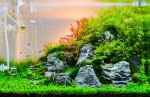 Aquarium Rock: Guide to Types of Aquarium Rocks & More - Fish Laboratory