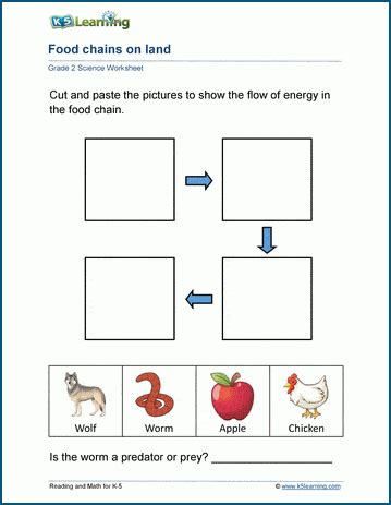 Food Chain Activity For Grade 5