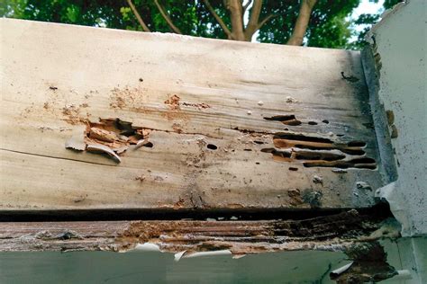 Carpenter-Ants-Damage-IMAG0024-full – Mississauga Pest Control