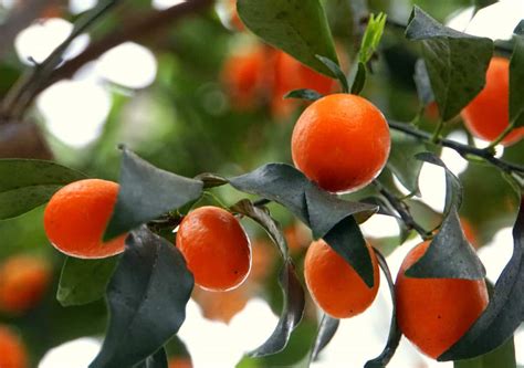 Kumquat Varieties - Minneopa Orchards