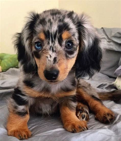 Doxie, wiener dog, Cute Puppy, Dapple Wiener Dog Puppies, Dapple ...