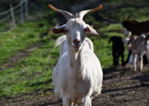 Kiko Goats: Everything You Need to Know About This Breed