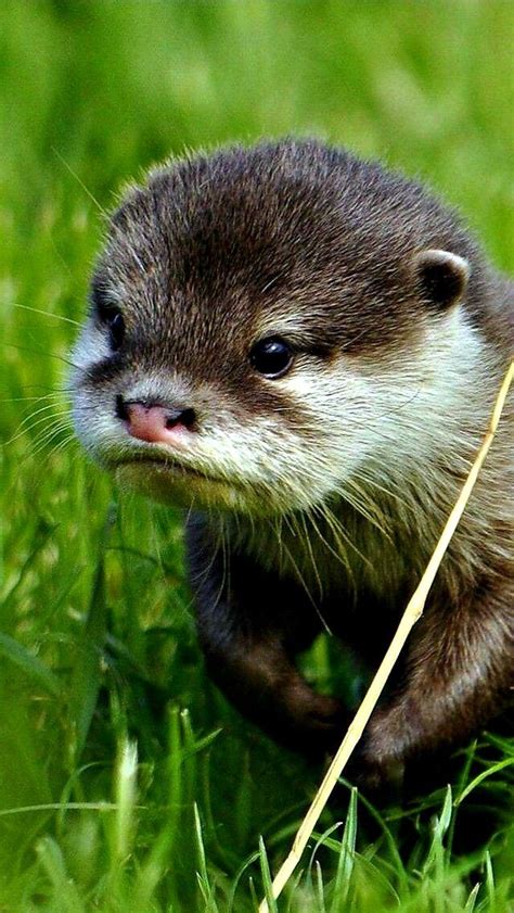 Pin by 🍒©️ Angel on OTTERS "Born Comedians" in 2020 | Cute animals, Otters cute, Baby otters