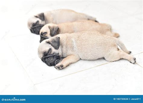 Cute puppy Pug sleeping stock photo. Image of development - 182732634