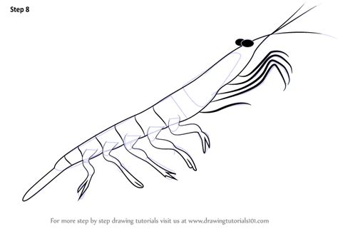 Learn How to Draw a Antarctic Krill (Antarctic Animals) Step by Step ...