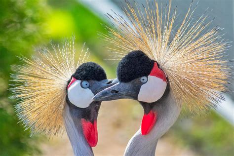 East African Crowned Crane - Cougar Mountain Zoo