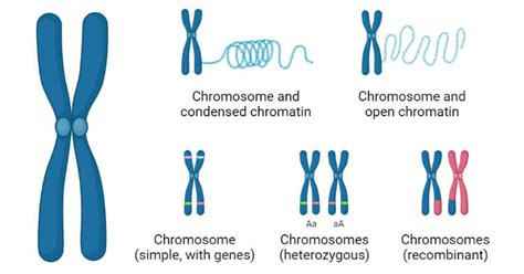 Chromosomes- Definition, Structure, Types, Model, Functions