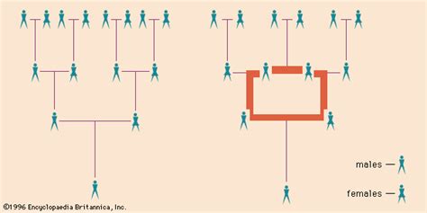 Consanguinity | Genetic & Cultural Implications | Britannica