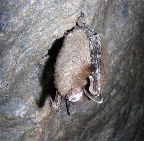 Free picture: myotis, lucifugus, little, brown, bat