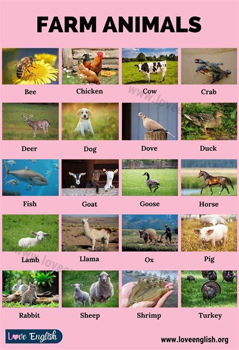 20 Names of Farm Animals