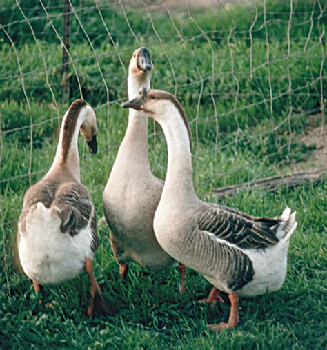 All About Heavy Goose Breeds - Backyard Poultry | Geese breeds, Backyard poultry, Breeds