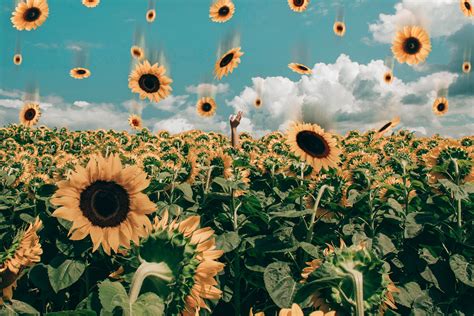 Royalty free photo: Sunflower Field Under Blue Sky, bloom, blossom ...