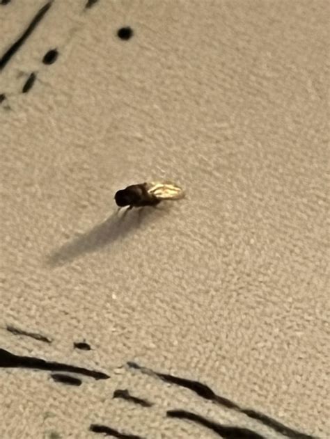 Confirmation of what type of Gnat these are? : r/bugidentification