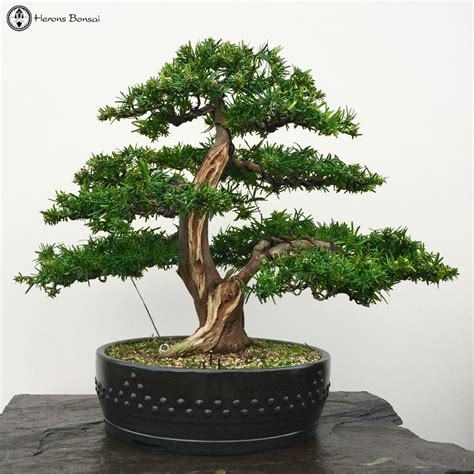 Herons Bonsai — Japanese Yew Bonsai Tree | Herons Bonsai For Sale...