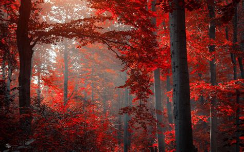 Download Nature Tree Red Fall Forest HD Wallpaper