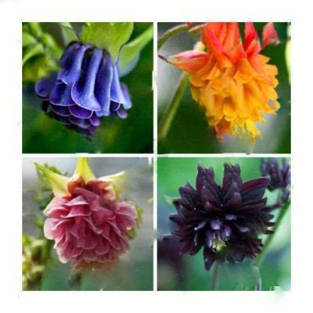 200pcs Columbine Seeds - BuyingSeed.com - Free Shipping - Up to 70% OFF