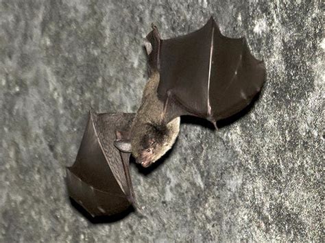 Large-footed Myotis - Myotis spp.