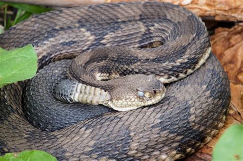 Outdoor Radio: In Search of the Endangered Timber Rattlesnake | Vermont Center for Ecostudies