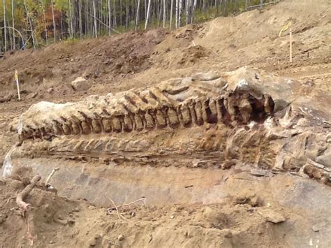 Massive dinosaur fossil unearthed by Alberta pipeline crew – MOST INTERESTING THINGS