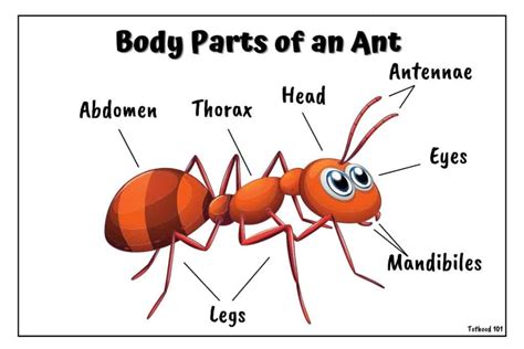 Ant Activities For Preschoolers