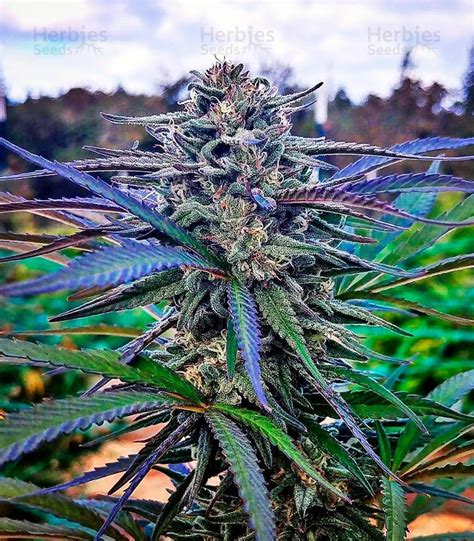 Blue Dream seeds for sale by Humboldt Seeds - Herbies