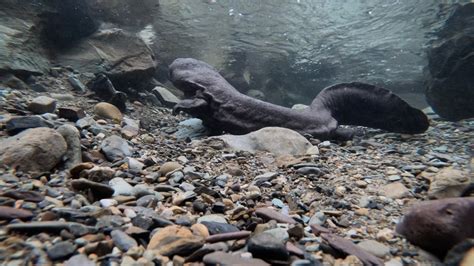 Rare Animals in China: Chinese giant salamander - CGTN