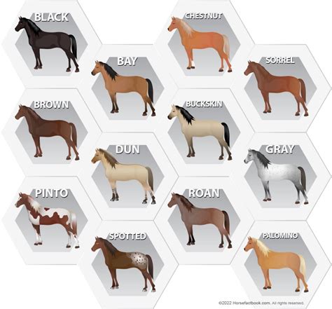 Common Horse Colors, Patterns & Markings Explained (with pictures) – Horse FactBook