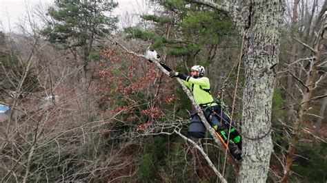 New Jersey man uses professional tree-climbing skills to rescue cats stuck in tall trees - ABC13 ...