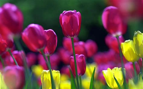 Spring Tulips Wallpapers | HD Wallpapers | ID #5571