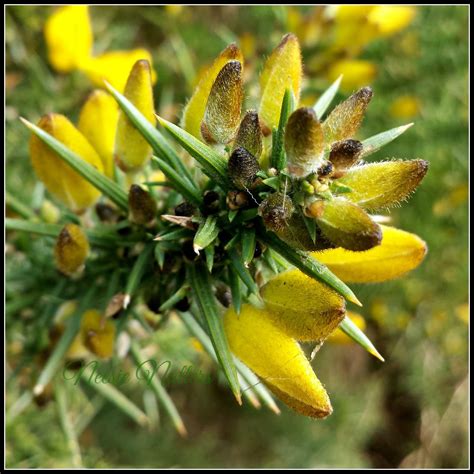 Neesie Natters: Flowering Gorse