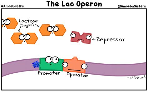 #134 Gene control in prokaryotes (lac operon) | Biology Notes for A level