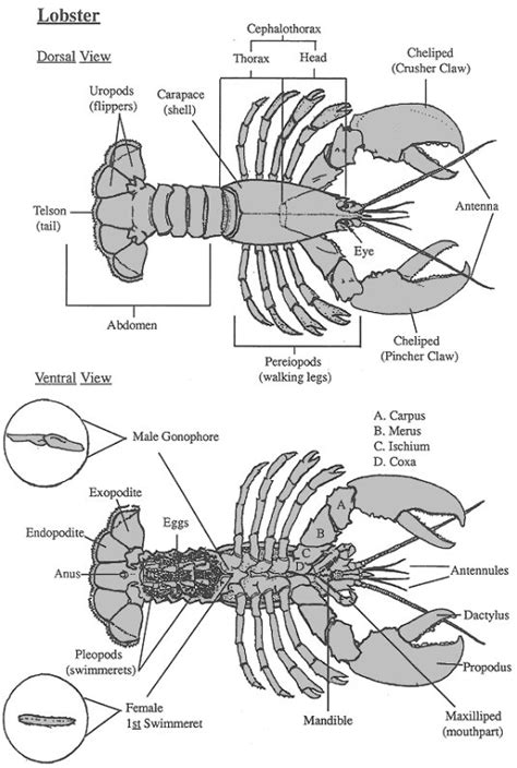 Lobster Anatomy Diagram Label