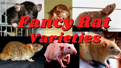 Meet the 7 Unique Rat Types: From the Fluffy Dumbo to the Glossy Satin ...