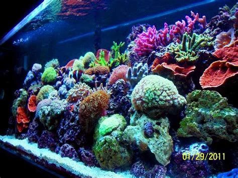 Most Beautiful Reef Tanks ( All Time ) | RateMyFishTank.com