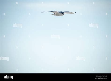 Snowy owl in flight, wingspan spread, over blue sky. Plenty of copy space Stock Photo - Alamy