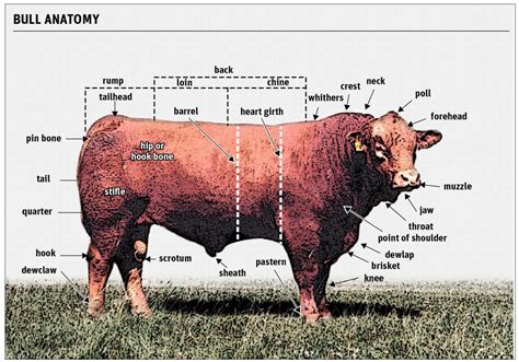 What is a good bull to cow ratio