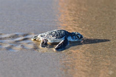 Baby Sea Turtle Facts and Photographs | Seaunseen