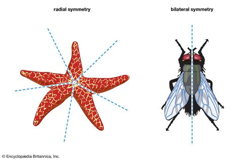 Symmetry | Biology, Types, Examples, & Facts | Britannica