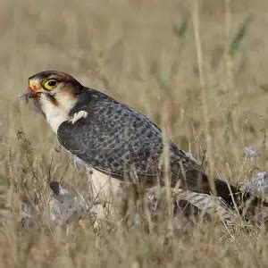 Lanner Falcon - Facts, Diet, Habitat & Pictures on Animalia.bio