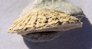 Category:Maastrichtian fossils - Wikimedia Commons