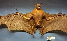 Large flying fox - Wikipedia