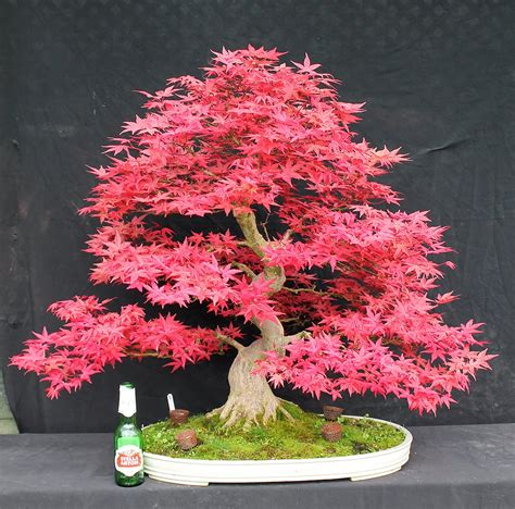 29+ Japanese Maple Bonsai Forest Background - Hobby plan