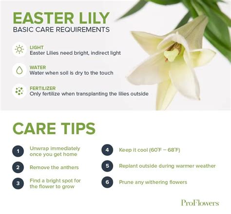 A Guide to Easter Lily Care - ProFlowers Blog