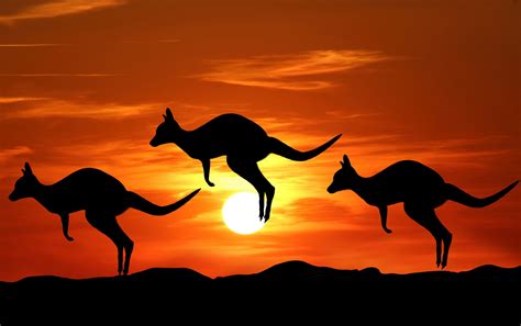 Kangaroo Sunset Silhouette Free Stock Photo - Public Domain Pictures