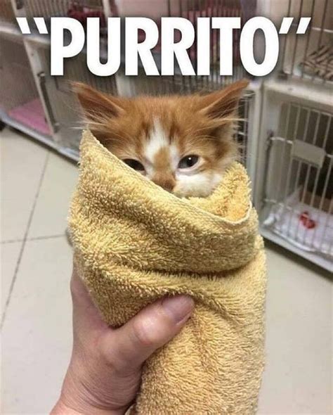 a cat wrapped in a towel with the caption purrito