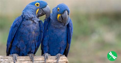 Blue Macaw Parrot From The Movie Rio Officially Extinct In The Wild