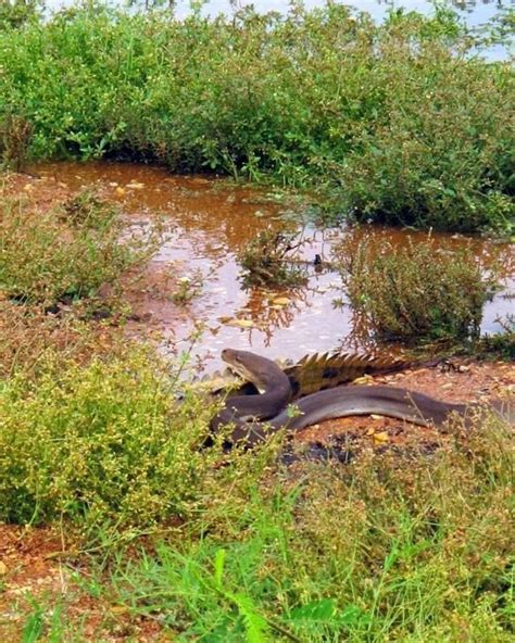 Amazing Animals: Anaconda Eating Crocodile In Australia