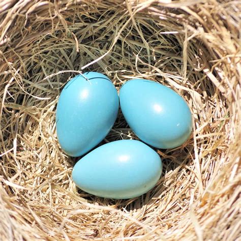 Robin Eggs - GardenBird