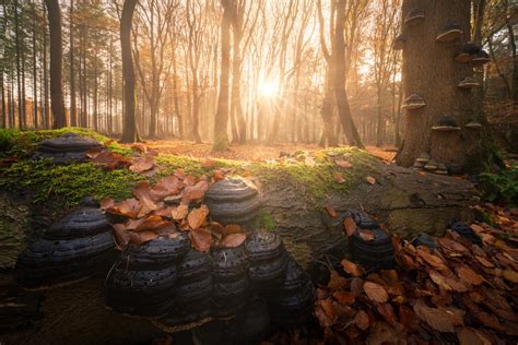 50 Forest Photography Tips for Better Forests Photos (+FREEBIES)